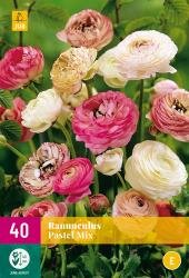 Ranunculus pastel mix 40st