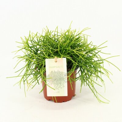 Rhipsalis baccifera 'Oasis, pot 10,5 cm, h 15 cm