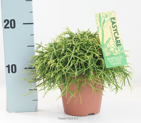 Rhipsalis baccifera 'Oasis, pot 14 cm, h 25 cm