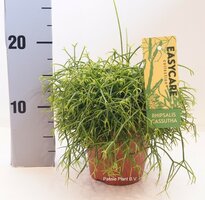 Rhipsalis cassutha, pot 10,5 cm, h 15 cm