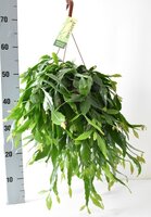 Rhipsalis crispata, hangpot 21 cm