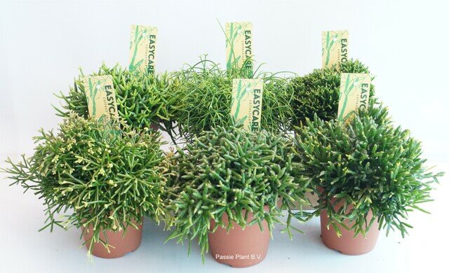 Rhipsalis mix, pot 12 cm, h 20 cm