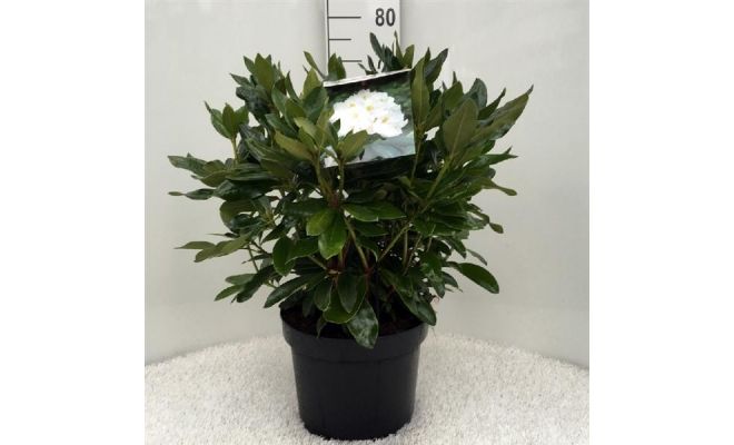 Rhododendron 'Cunningham's White'  p23cm h40cm - afbeelding 1