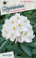 Rhododendron 'Cunningham's White'  p23cm h40cm - afbeelding 2