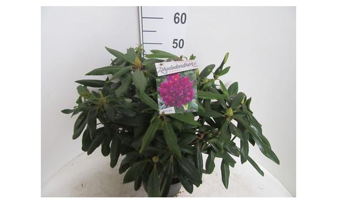 Rhododendron Marcel Menard, paars, pot 27 cm, h 60 cm - afbeelding 1