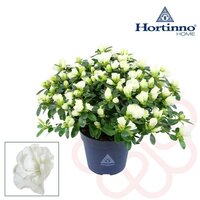 Rhododendron SI wit, pot 14 cm, h 30 cm