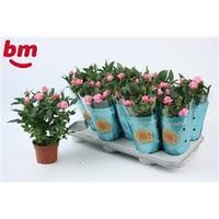 Rosa  'Amazing Jewel, pot 10,5 cm, h 25 cm