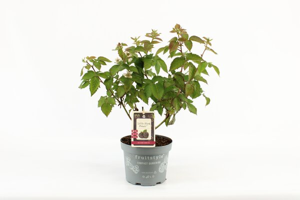 Rubus fruti. 'Little Black Prince' pot 19 cm, h 50 cm