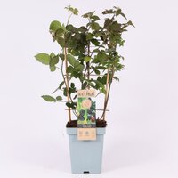 Rubus fruticosus duo- blackberries, pot 14x14, h 70 cm