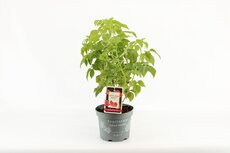 Rubus idaeus 'Little Sweet Sister' pot 19 cm, h 50 cm