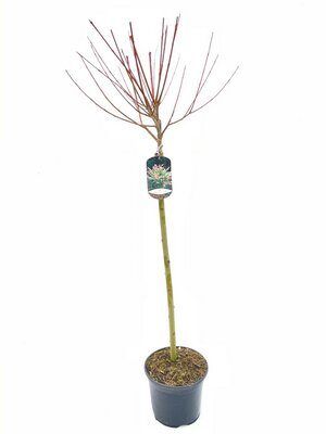 Salix integra Hakuro Nishiki, pot 19 cm, h 60 cm