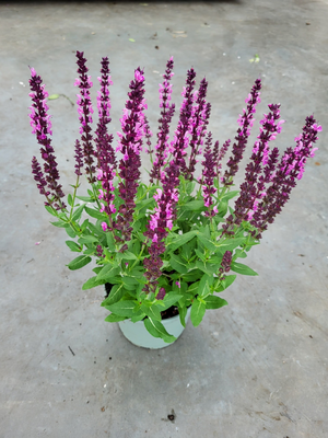 Salvia nemorosa marvel rose, pot 19 cm, h 50 cm