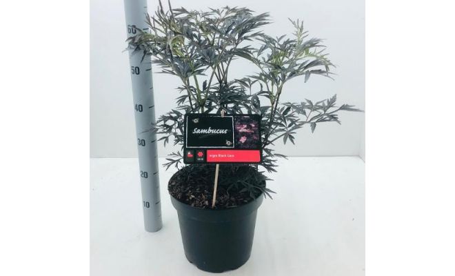 Sambucus nigra Black Lace, pot 19 cm, h 45 cm