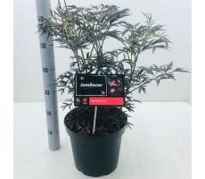 Sambucus nigra Black Lace, pot 19 cm, h 45 cm