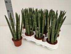 Sansevieria cyl. Straight, pot 10 cm, h 20cm