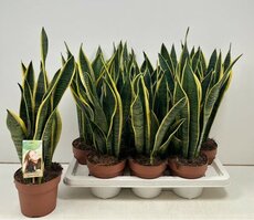 Sansevieria trifa. 'Laurentii, pot 12 cm, h 40 cm