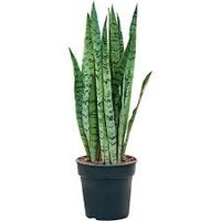 Sansevieria trifa silver princess, pot 19 cm, h 80 cm