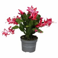 Schlumbergera mix, pot 13 cm, h 25 cm - afbeelding 2