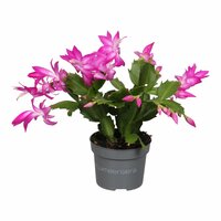 Schlumbergera mix, pot 13 cm, h 25 cm - afbeelding 3