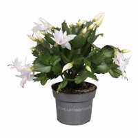 Schlumbergera mix, pot 13 cm, h 25 cm - afbeelding 4