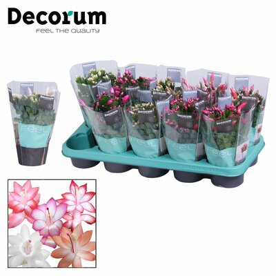 Schlumbergera mix, pot 13 cm, h 25 cm - afbeelding 1