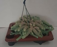 Sedum burrito, hangpot 14 cm