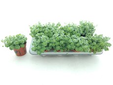 Sedum sieboldii, pot 12 cm, h 15 cm