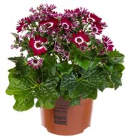 senecio senetti, pot 23 cm - afbeelding 2