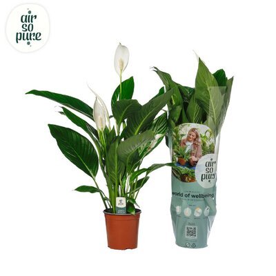 Spathiphyllum Bingo Cupido, pot 17 cm, h 65 cm