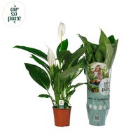 Spathiphyllum Bingo Cupido, pot 17 cm, h 65 cm