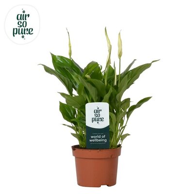 Spathiphyllum  'Chopin, pot 10,5 cm, h 30 cm