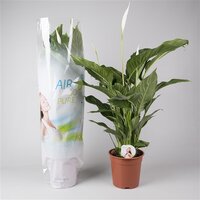 Spathiphyllum  'Chopin, pot 17 cm, h 65 cm