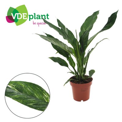 Spathiphyllum  'Diamond, pot 14 cm, h 55 cm