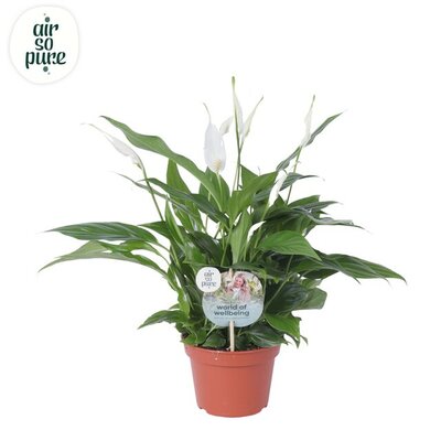 Spathiphyllum  'Pearl Cupido, pot 15 cm, h 45 cm