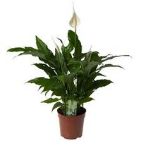 Spathiphyllum  'Sweet Chico, pot 13 cm, h 55 cm