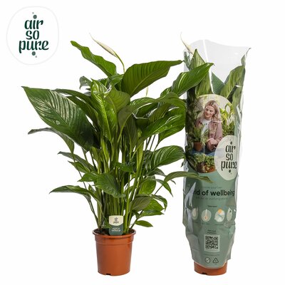 Spathiphyllum  'Sweet Lauretta, pot 21 cm, h 90 cm