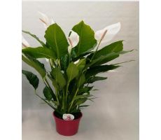Spathiphyllum  'Sweet Sebastiano(Lepelplant), potmaat 24cm planthoogte 135cm