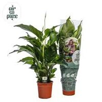 Spathiphyllum  'Sweet Silvana, pot 24 cm, h 95 cm