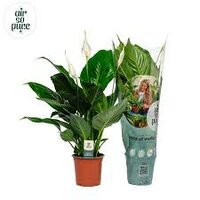 Spathiphyllum  'Sweet Silvio, pot 14 cm, h 60 cm