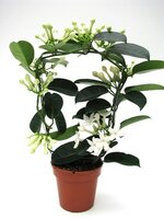 Stephanotis floribunda, pot 12 cm, h 45 cm