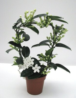 Stephanotis floribunda, pot 12 cm, h 45 cm