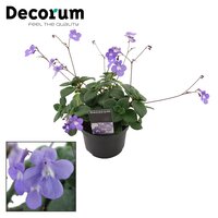 Streptocarpus saxorum, pot 13 cm, h 25 cm