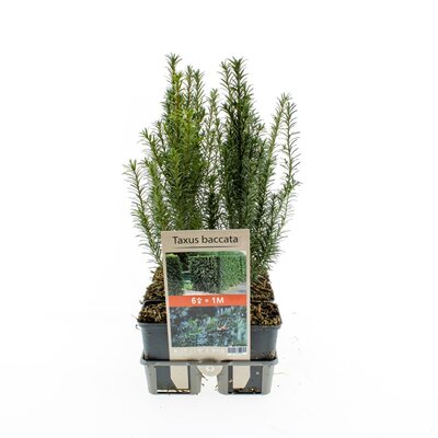 Taxus baccata six pack P9 - afbeelding 1
