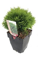 Thuja occidentalis Danica, pot 17 cm, h 40 cm