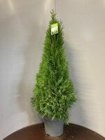 Thuja Smaragd , pot 28 cm, h 150 cm