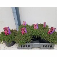 Thymus praecox 'Purple Beauty, pot 19 cm, h 25 cm