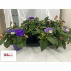 Tibouchina urvilleana 'Rich Blue, pot 15 cm, h 35 cm