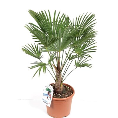 Trachycarpus wagnerianus, pot 30 cm, h 100 cm