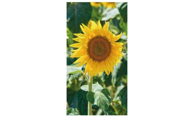 Tuinschilderij, zonnebloem, b 70 cm, h 50 cm