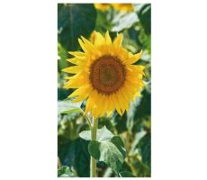 Tuinschilderij, zonnebloem, b 70 cm, h 50 cm